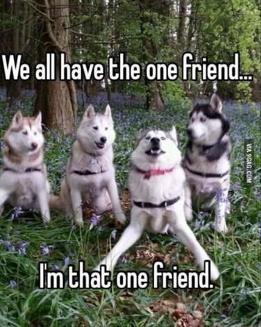 Katt Grejer, Animal Humour, Dog Jokes, Cute Animal Memes, One Friend, Funny Dog Memes, Funny Animal Quotes, Funny Dog Pictures, Funny Animal Jokes