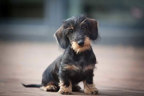 Miniature Dachshund Breeders, Wirehaired Dachshund Puppy, Dachshund Colors, Wirehaired Dachshund, Family Friendly Dogs, Dachshund Breed, Dachshund Puppy Miniature, Miniature Dachshunds, Dapple Dachshund