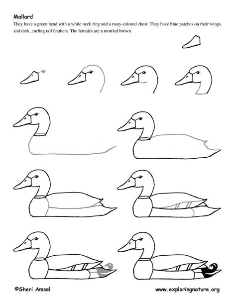 golden mallard main lesson idea story here http://buddhism.about.com/od/sacredbuddhisttexts/a/The-Golden-Mallard.htm Duck Drawing, 8th Grade Art, Mallard Duck, A Duck, Art Instructions, 7th Grade, Bird Drawings, Drawing Lessons, Drawing Skills