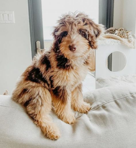 Aussiepoo Guide: The Aussiedoodle Dog Explained 19 Mini Aussiedoodle Full Grown, Mini Aussiedoodle, Aussiedoodle Puppies, Doodle Breeds, Poodle Mix Breeds, Dog Hammock For Car, Designer Dogs Breeds, Cute Dog Beds, Dog Breeds Medium