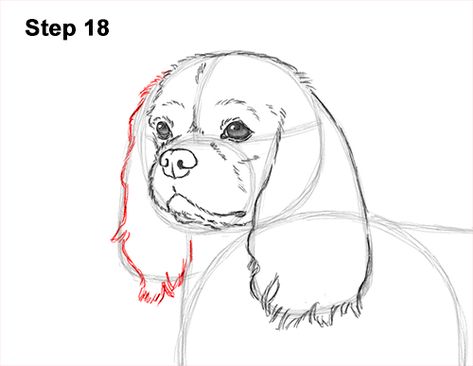 Drawing Cavalier King Charles Spaniel, How To Draw Cavalier King Charles, Cavalier King Spaniel Tattoo, Cavalier Spaniel Tattoo, Cavalier King Charles Spaniel Tattoo Outline, Cavalier King Charles Spaniel Tattoo, Cavalier King Charles Spaniel Drawing, Cavalier King Charles Spaniel Blenheim, Dog Drawing Tutorial