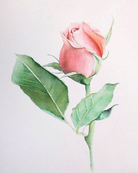 Hapinoti on Instagram: “Blooming rosebud . Paints @nevskayapalitra_world Paper Leyton CP 300gsm” Rose Buds Painting, Rosebud Painting, Watercolor Ideas, Watercolor Painting Techniques, Radha Krishna Art, Watercolor Leaves, Art Flowers, Rose Art, Krishna Art