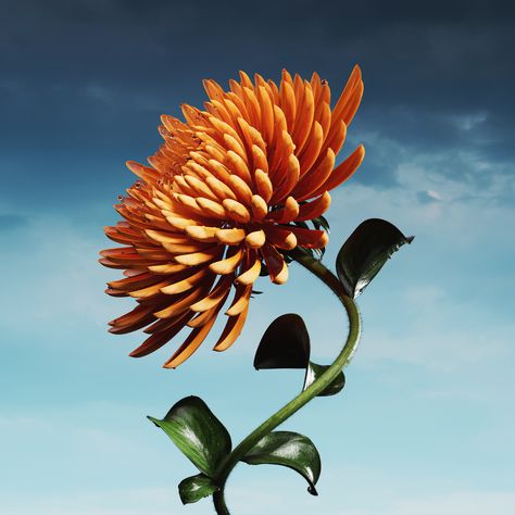 3d Artwork, Maxon Cinema 4d, Floral Botanical, Fun Ideas, Cinema 4d, Art Art, 3d Art, Art Direction, Surrealism