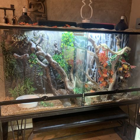 Carpet Python Enclosure, Python Tank, Snake Tank, Lizard Tank, Reptile Room, Reptile Enclosure, Python, Reptiles, Terrarium