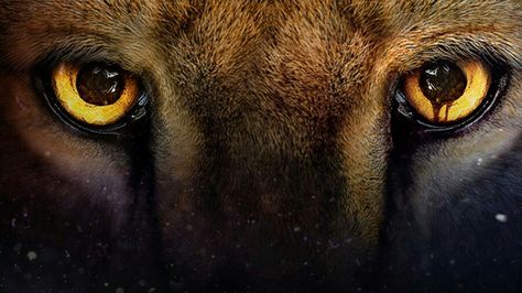 The defiant pupil Zoo Tv Show, James Wolk, Old Disney Channel, Zoo Animal, Twitter Headers, Old Disney, The Zoo, Animal Planet, Zoo Animals