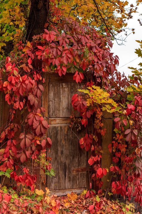 Door | Old wood door surrounded by red leaves of shrubs in a… | Flickr Boston Ivy, Old Wood Doors, East Of The Sun, Autumn Magic, Autumn Scenes, Red Leaves, Autumn Scenery, Wood Door, Painted Leaves