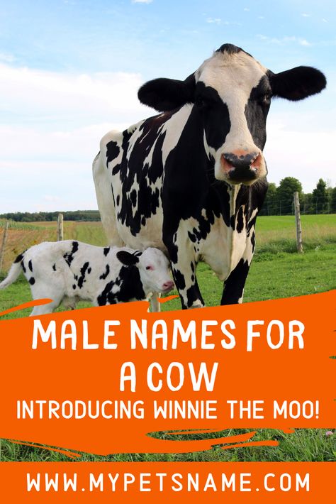 Are you a fany of the Winnie the Pooh's funny and friendly ways? Then why not name your new cow Winnie the Moo after him. Check out our list of male names for a cow for more options and tell us your favorite one.  #malenamesforacow #malecownames #namesforacow Funny Cow Names, Male Pet Names, Female Pet Names, Girl Pet Names, Dairy Cow Breeds, Raising Cows, Female Cow, Cow Names, Cute Pet Names