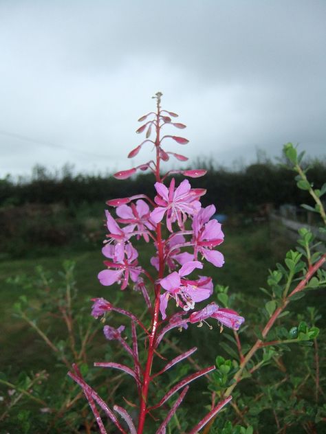 Rosebay Willow Herb Willow Herb, Herb Bouquet, Wild Flower Meadow, Flower Meadow, Botanical Drawings, Pet Safe, Wild Flower, Small Flowers, Mother Nature