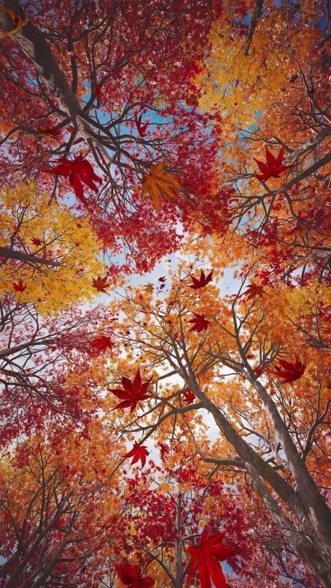 Happy Thanksgiving Wallpaper, Collage Des Photos, Autumn Instagram, Fall Images, Cute Fall Wallpaper, Iphone Wallpaper Hd Nature, Avatar The Last Airbender Art, Scenery Pictures, Autumn Scenes