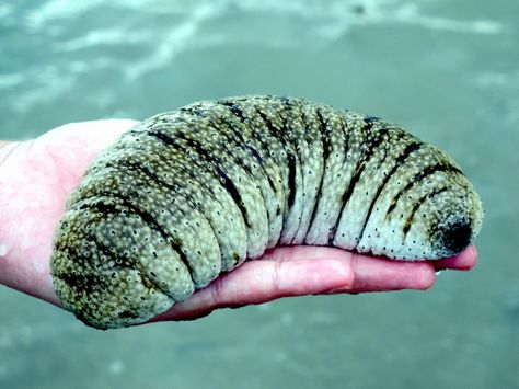 Sea Cucumbers are scavengers that feed on small food items in the benthic zone (seafloor). Description from otlibrary.com. I searched for this on bing.com/images Sea Cucumber, Sea Anemone, Deep Sea Creatures, Interesting Animals, Marine Fish, Reef Tank, Aquatic Animals, Pretty Animals, Weird Creatures