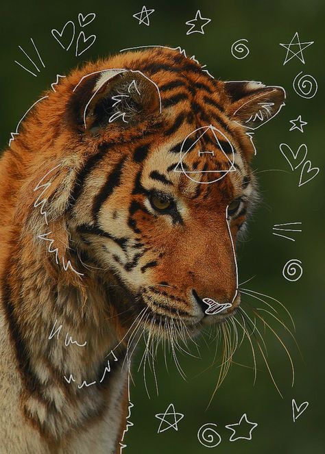 Tiger Therian, Please Do, Made By Me, Feel Free