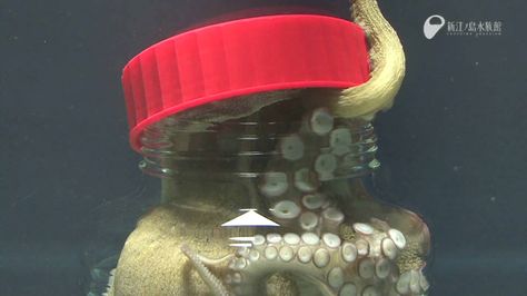 A Clever Octopus Unscrews the Top of A Jar From the Inside Octopus Gif, Jar Opener, The Octopus, Aquatic Animals, Saltwater Aquarium, Fitness Gifts, Powerade Bottle, Jar Lids, Spirit Animal