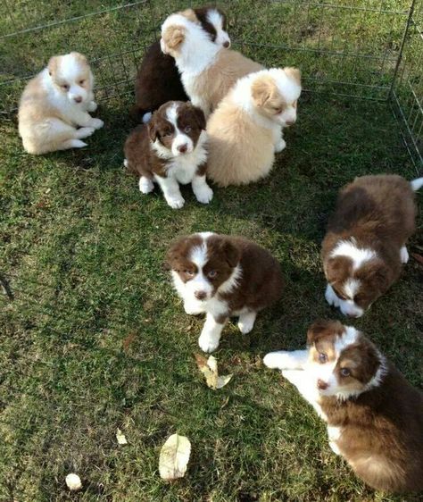 Border Collie Black And White, Collies Dog, Border Collie Black, Funny Pugs, Border Collie Puppy, Adoptable Beagle, Cattle Dogs, Border Collie Puppies, Ragdoll Cats