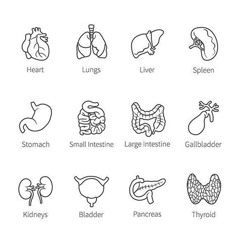 Human Organs Drawing Anatomy, Geometric Icons, Human Internal Organs, Biology Drawing, Medical Drawings, General English, Human Organs, Nurse Study Notes, Human Organ