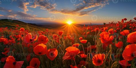 Field of poppies at dawn. Poppy day. Memory of all the soldiers who died in wars involving Great Britain. Generative AI Poppy Day, Field Of Poppies, Poppy Fields, Poppy Field, Great Britain, Poppies, Soldier, Royalty Free Stock Photos, Royalty Free