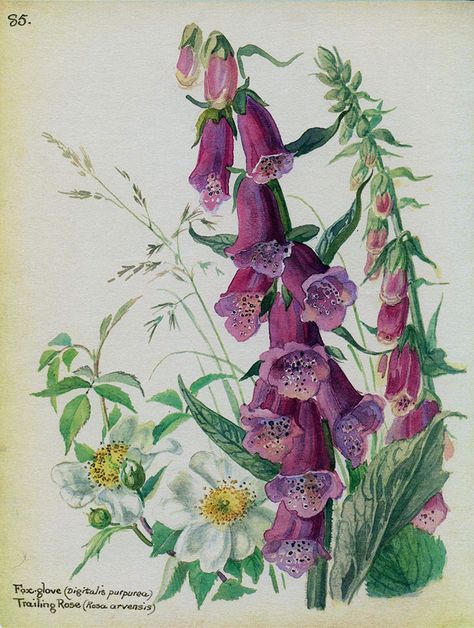 Foxglove and Trailing Roses by Edith Holden Country Diary Of An Edwardian Lady, Edith Holden, Illustration Botanique, Scientific Illustration, Botanical Drawings, Nature Journal, Arte Floral, Botanical Flowers, Vintage Botanical