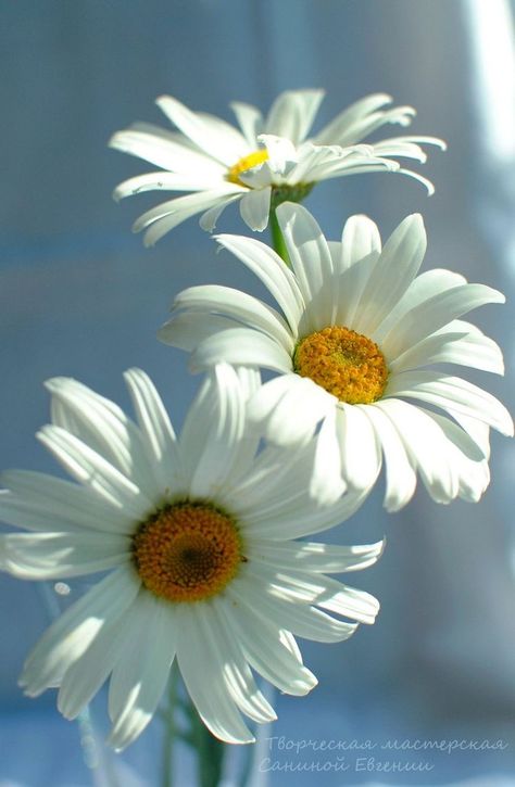 Photos Of Daisies, Daisy Photo, Daisy Photography, Beautiful White Flowers, Single Flowers, Sunflowers And Daisies, Barn Painting, Daisy Love, Flowery Wallpaper