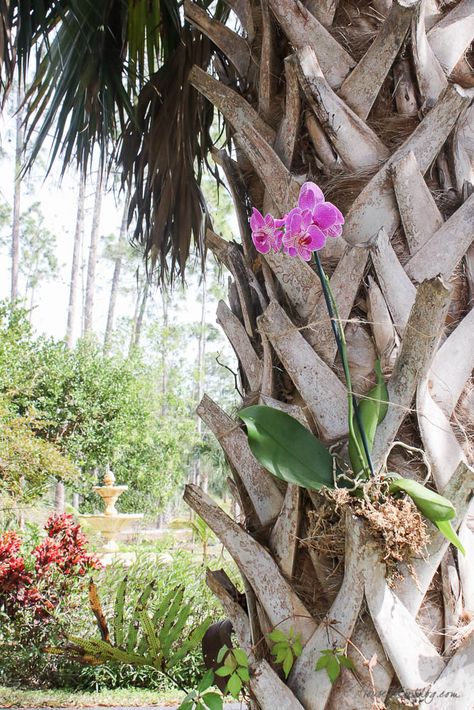 Palm Tree House, Tree Garden Design, Hanging Orchid, Indoor Orchids, Orchid Fertilizer, Palm Trees Landscaping, Orchid House, Tropical Landscape Design, Orchid Roots