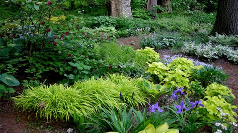 What to Plant Under a Mature Tree | Grow Beautifully Plants Under Trees, Shade Garden Design, Full Sun Perennials, Shady Tree, Sun Perennials, Shade Perennials, Garden Design Plans, Rock Wall, Shade Trees