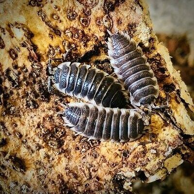 Isopod Species, Pet Isopods, Pill Bugs, Terrariums Diy, Millipedes, Interesting Insects, Woodlice, Pill Bug, Terrarium Supplies