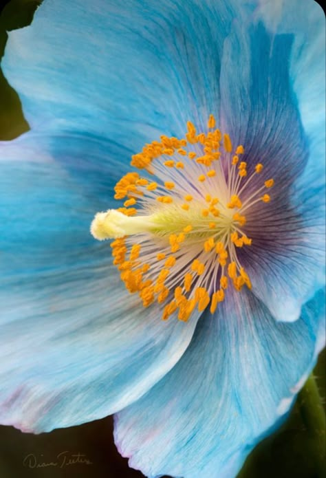 Himalayan Blue Poppy, Poppy Photography, Flower Close Up, Macro Flower, Blue Poppy, Wonderful Flowers, Watercolor Flower Art, Arte Inspo, Poppy Flower