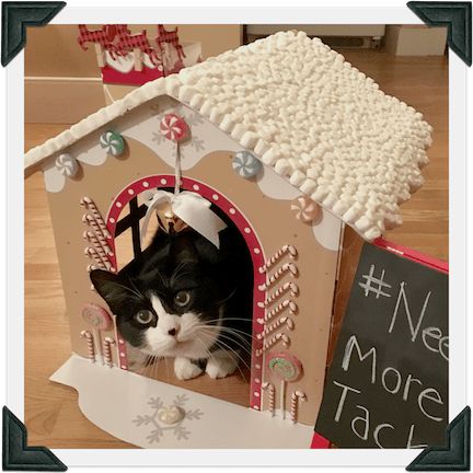 #GingerbreadHouseDay Build A Gingerbread House, Cardboard Cat House, Cat Hotel, Diy Cat Toys, Build A Fort, Cat Holidays, Oh Well, Pet Life, My Good