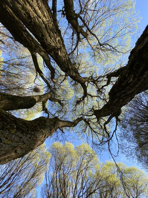 Beautiful Forest, Birds Eye View, Birds Eye, Tree Trunk, Trees, Forest, Plants, Nature