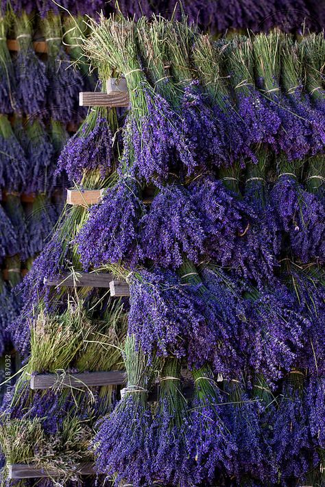 Lavender Crafts, Lavender Cottage, Fresh Lavender, Drying Racks, Lavender Aesthetic, Lavender Garden, Lavender Farm, Lovely Lavender, French Lavender