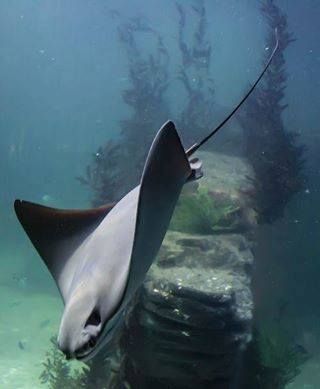 Tattoo Stingray, Life Under The Sea, Under The Ocean, Underwater Sea, Water Animals, Underwater Creatures, Underwater Life, Water Life, Manta Ray