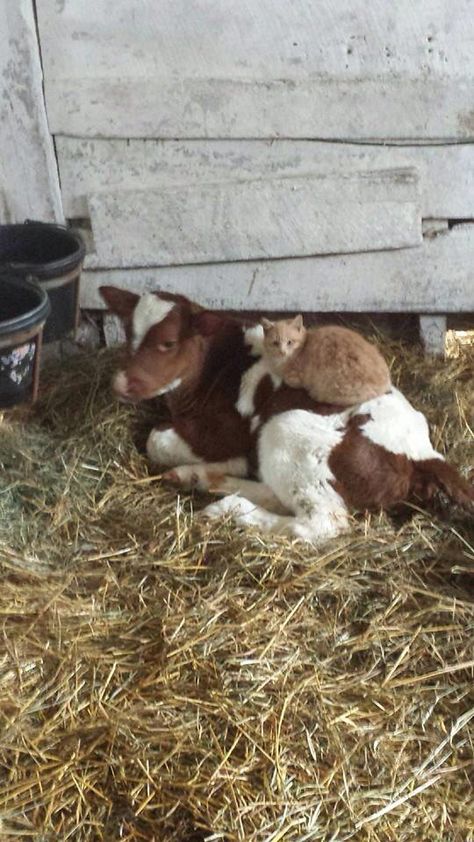 Mini Hereford, Small Cows, Miniature Hereford, Miniature Cattle, Pet Cows, Best Jobs, Fluffy Cows, Cute Kawaii Animals