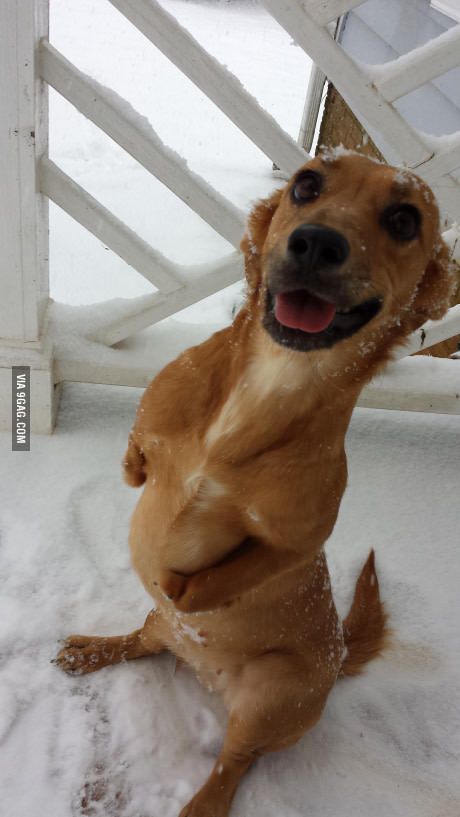 Our two legged dog loves the snow... Funny Picture Gallery, Disabled Dog, Animal Cute, Sweet Animals, Mans Best Friend, Cute Funny Animals, Animals Friends, I Love Dogs, The Snow