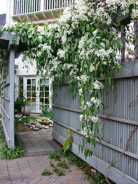 Evergreen Clematis, Clematis Trellis, Clematis Armandii, White Clematis, Clematis Plants, Evergreen Vines, Clematis Vine, Flowers Growing, Garden Vines