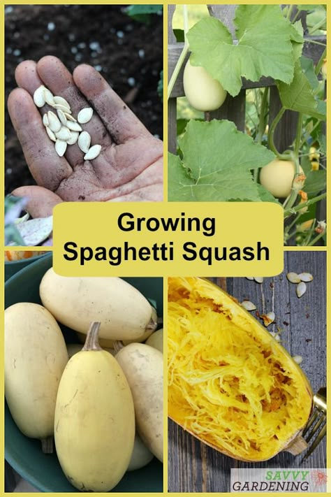 Learn how to grow spaghetti squash from seed to harvest. With tips on planting, fertilizing, watering, trellising, and harvesting. #gardening #foodgardening Growing Squash From Seed, Harvesting Spaghetti Squash, When To Harvest Spaghetti Squash, Spaghetti Squash Trellis, How To Grow Spaghetti Squash, Planting Spaghetti Squash, Growing Squash In Containers, Planting Squash, Spaghetti Squash Plant