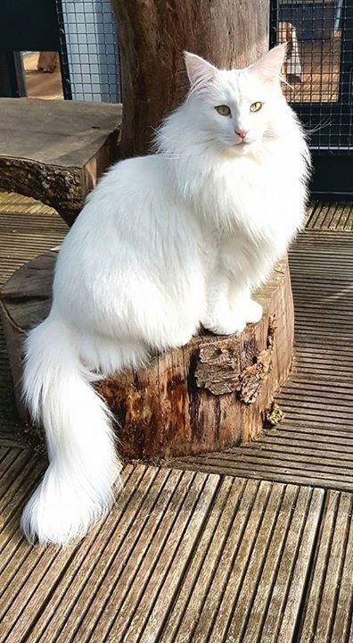 Norwegian Forest Cat White, Black Norwegian Forest Cat, Norwegian Cat, Cottagecore Cat, Domestic Cat Breeds, Cat Anatomy, Cat References, Wcue Morph, Rare Cats