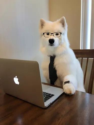 20 Dogs With Very Important Jobs | Cuteness Dogs With Jobs, Cute Dog Wallpaper, Dog With Glasses, Samoyed Dogs, Fluffy Dogs, White Dog, Dog Wallpaper, Wearing Glasses