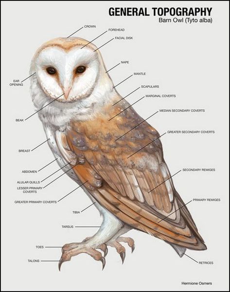 BARN OWLS     Range  A ll four of the Southwestern deserts.  The barn owl occurs in great numbers in Southern California.   Habitat  H unts ... Owl Wing Anatomy, Owl Anatomy Drawing, Owl Anatomy, Barn Owl Illustration, Barn Owl Drawing, Wing Anatomy, Box Jellyfish, Owl Facts, Owl Drawing