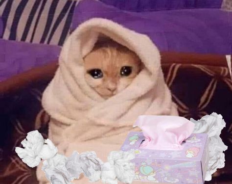 sick sad cat surrounded with used tissues Cat Reaction Pics, Cat Reaction, Sick Cat, Cat Meme, Reaction Pics, A Cat, On Twitter, Twitter