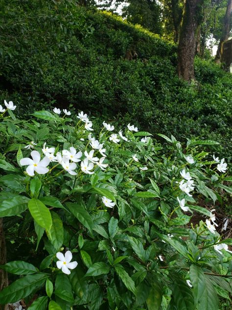 Tabernaemontana Divaricata, Ornamental Shrubs, Graduation Things, Pinwheel Flower, Jasmine Plant, Flower Picture, Jasmine Flower, Evergreen Shrubs, South Asia