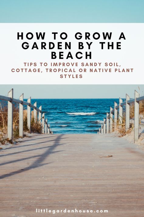 Tiny Beach Cottage, Planting In Sandy Soil, Sand Garden, When To Plant Vegetables, Growing A Garden, Jungle Style, Beach Location, Grow A Garden, Plant Style