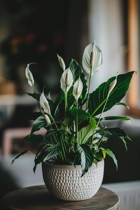 How To Trim A Peace Lily: Plant Grooming Peace Lilly Plants Decor, Beautiful Plants Houseplant, Peace Lily Aesthetic, Japanese Peace Lily, Kayla Aesthetic, Boutique Plan, Lilly Plants, Peace Lilies, Lily Plant