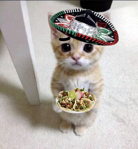 Funny Mexican Pictures, Cat Flag, Funny Spanish Jokes, Swag Pics, Dancing Animals, Cat Profile, Taco Cat, Silly Cats Pictures, Pfp Ideas