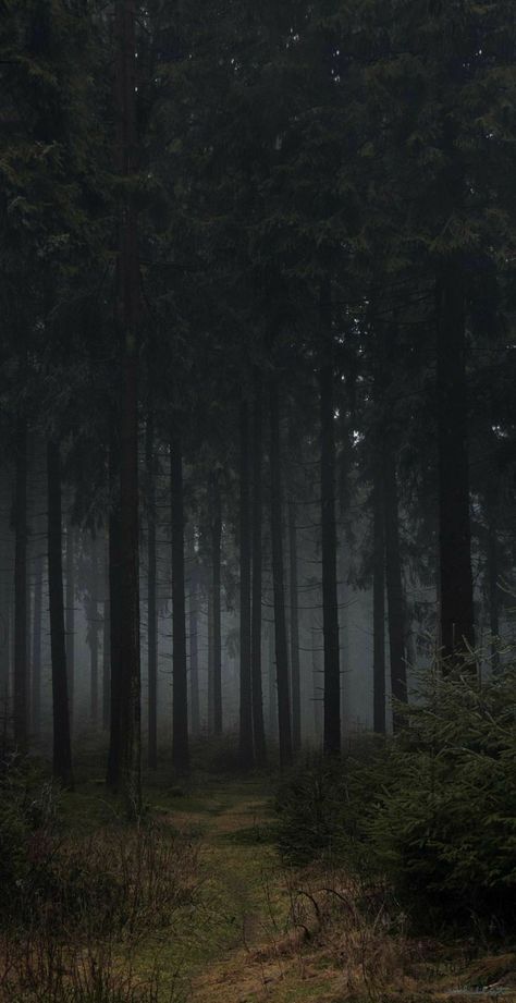 Demon Kingdom, Images Terrifiantes, Dark Naturalism, Dark Forest Aesthetic, Dark Landscape, Dark Green Aesthetic, رعب نفسي, Dark Nature Aesthetic, Pretty Landscapes