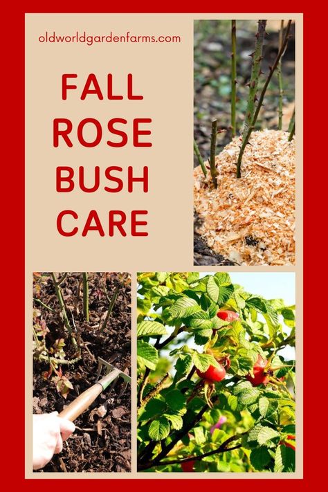 Top image is a rose bush that has been pruned and mulched with saw dust mulch. Bottom left a pruned rose bush with someone using a hand rake to scoop leaves away. Bottom right a rose bush in the fall with no blooms left, and only green foliage remaining. From oldworldgardenfarms.com. How To Winterize Rose Bushes, When To Plant Rose Bushes, When To Prune Roses In The Fall, Preparing Roses For Winter, When To Trim Rose Bushes, Rose Care Tips Gardening, Pruning Roses In Fall, Rose Bushes Landscape, Trim Rose Bushes