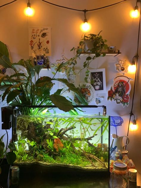 Nature Fish Tank, 29 Gallon Aquascape, Planted Betta Aquarium, Betta Planted Tank, Berta Fish Tank, 29 Gallon Fish Tank Ideas, Small Fish Tank Ideas Bedrooms, Beautiful Fish Tanks, Tetra Fish Tank