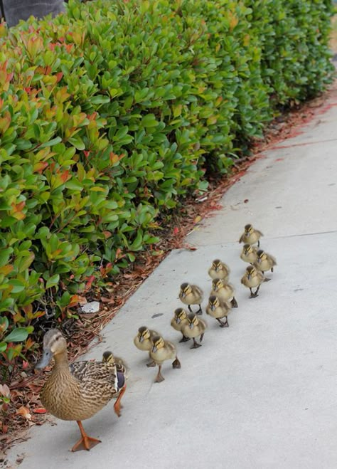 Great picture and incredibly cute at the same time - definitely a winner! Duck And Ducklings, Baby Animals Pictures, Baby Ducks, Cute Creatures, Animal Planet, Great Pictures, 귀여운 동물, Animals Friends, Beautiful Creatures