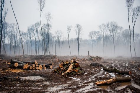 Trees cut, wooden log, smoke Early Years Practitioner, Extinct Species, Cattle Farming, Invasive Species, Public Policy, Environmental Science, Autocad, The Guardian, We Need