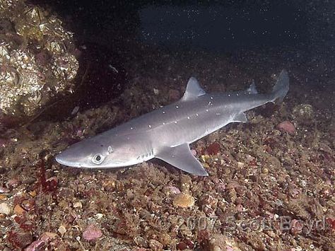 Spiny Dogfish, Dogfish Shark, Wolf Eel, Types Of Sharks, Shark Jaws, One Fish, It Goes On, Ocean Animals, Ocean Life