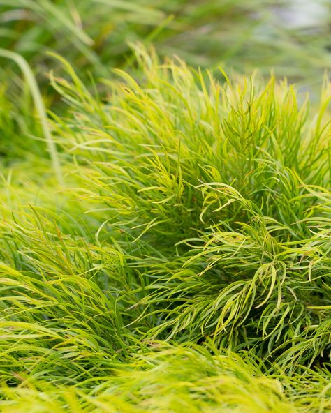 Introducing our stunning Acacia 'Fettuccini', designed to add style and resilience to your garden. 
✨ Give your garden a modern edge with its sleek, decorative foliage
✨ Low-growing mounding habit for a neat and tidy appearance
✨ Dry tolerant once established, making it perfect for low-maintenance gardens
✨ Rippled, lime green foliage that’s extremely decorative year-round
✨ New growth bursts into coppery tones before morphing to fresh lime green Border Plants, Trailing Plants, Low Maintenance Garden, Plants Garden, Fresh Lime, Green Foliage, Neat And Tidy, New Growth, Low Maintenance