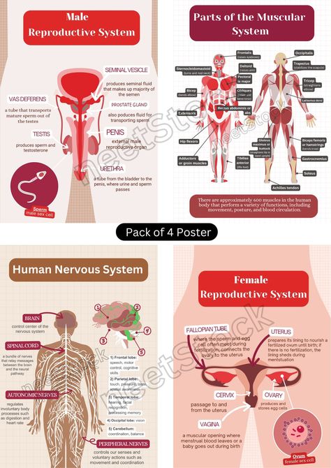 Download printable pack of 4 biology poster for student and teacher. You have to just print using your printer or any other local printer. It consist of 4 biology poster. Nervous System Diagram, Plant Cell Structure, Human Muscular System, Human Circulatory System, Biology Poster, Human Nervous System, Female Reproductive System, Muscular System, Infographic Poster