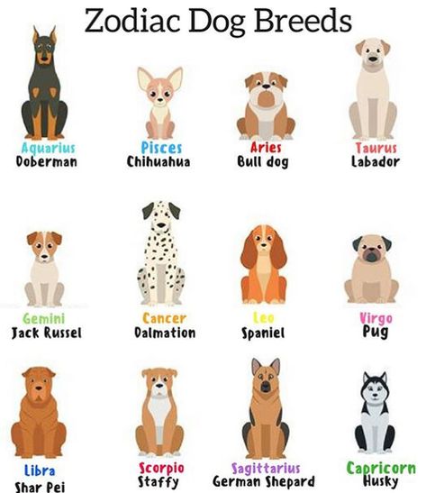 Agree or Disagree?? Dog Zodiac, Zodiac Signs Animals, Zodiac Sign Fashion, Zodiac Signs Chart, Akita Dog, Zodiac Signs Sagittarius, Zodiac Things, What Dogs, Veterinary Clinic